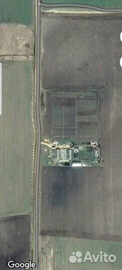 Саженцы плодовые и декоративные