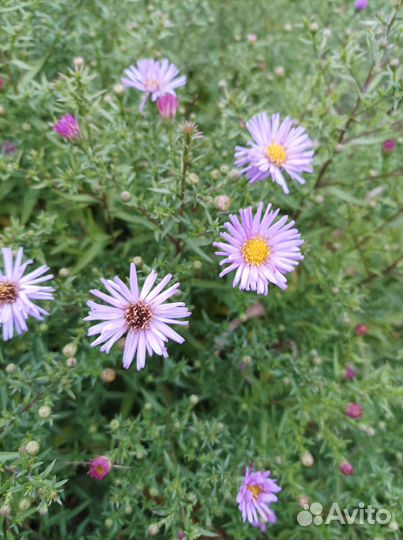 Многолетники для сада цветы