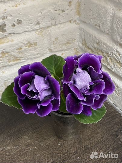 Глоксиния, сорт Deep Lake, детка