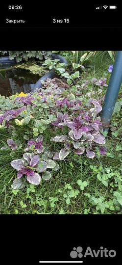 Живучка ползучая