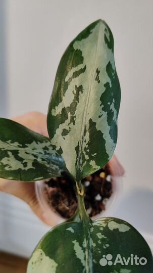 Аглаонема pumilum