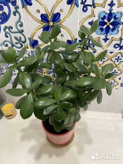 Денежное дерево