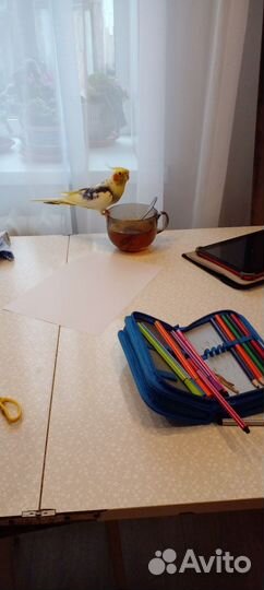 Попугай карела