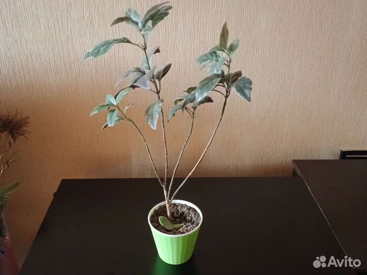 Псевдоэрантемум