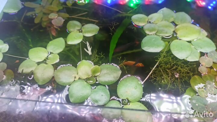 Аквариумное растение