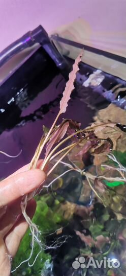 Аквариумные растения и рыбки