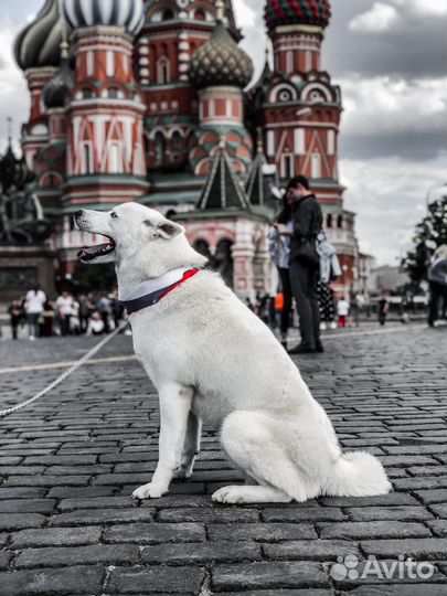 Сибирский хаски вязка