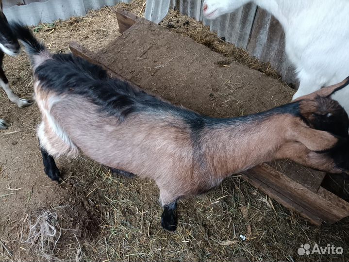 Коза дойная