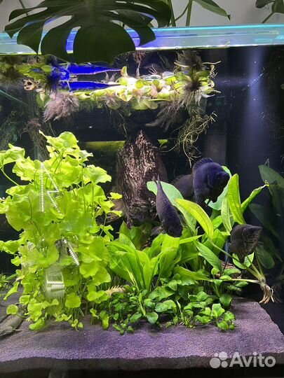 Ктенопома Леопардовая