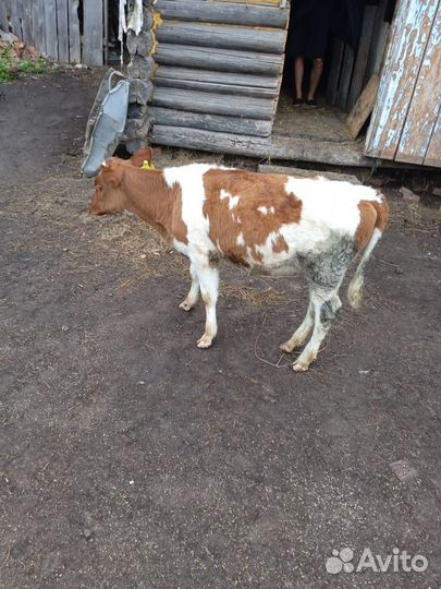 Продам телочку