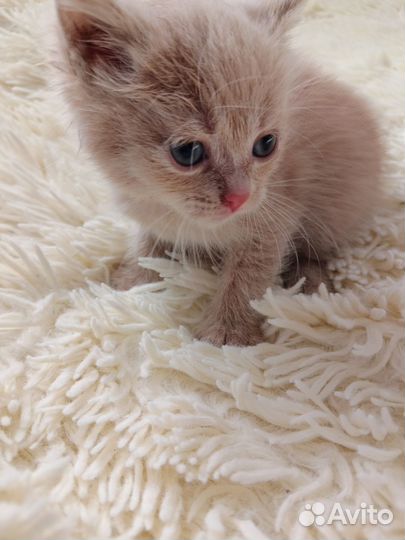 Котик в добрые руки