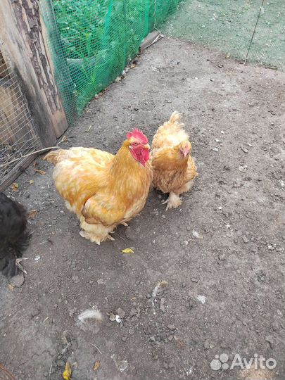 Куры брама кохинхин