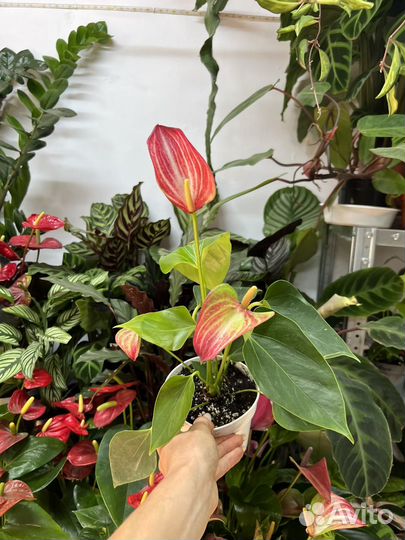 Колекционный Антуриум ливиум