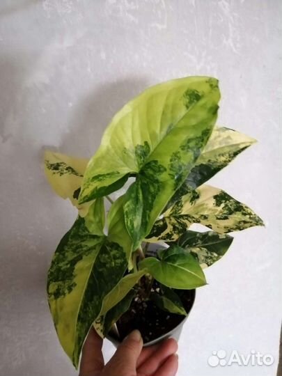 Сингониумы