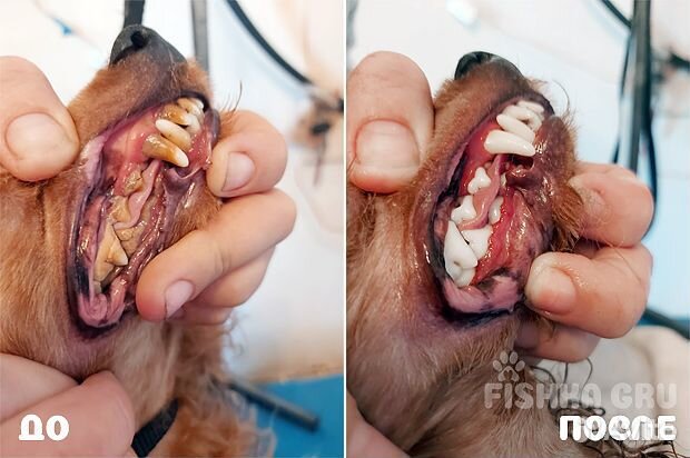 Груминг в Приморском районе СПб. Экспресс-линька