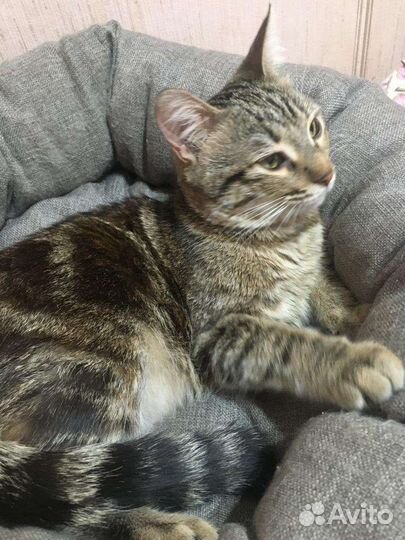 Кошка в добрые руки