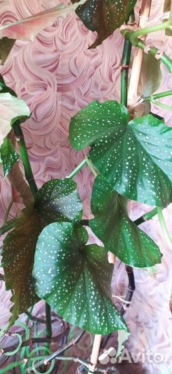 Цветок Бегония