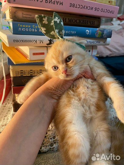 Шотландские вислоухие котята