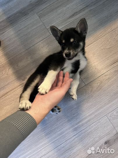 Щенок девочка в добрые руки