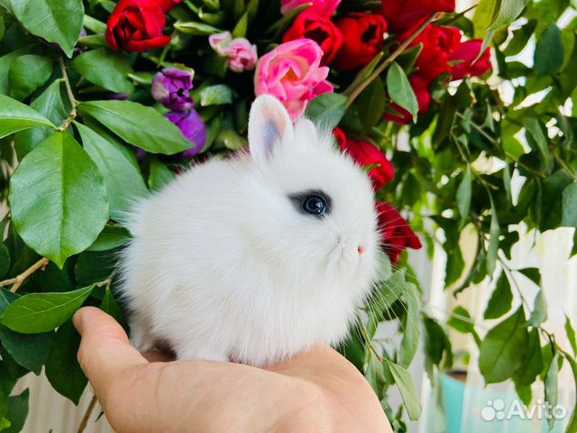 Ручные кролики мини (самый маленький)