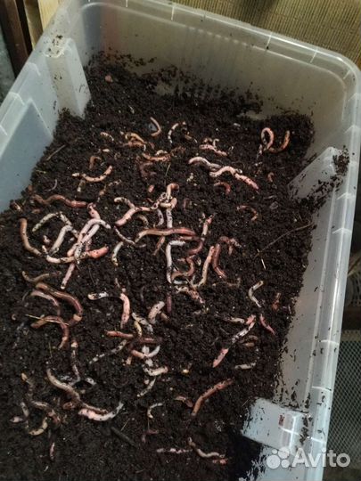 Черви дендробена