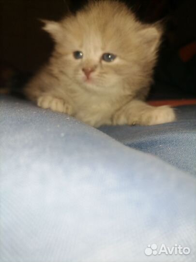 Британская кошечка