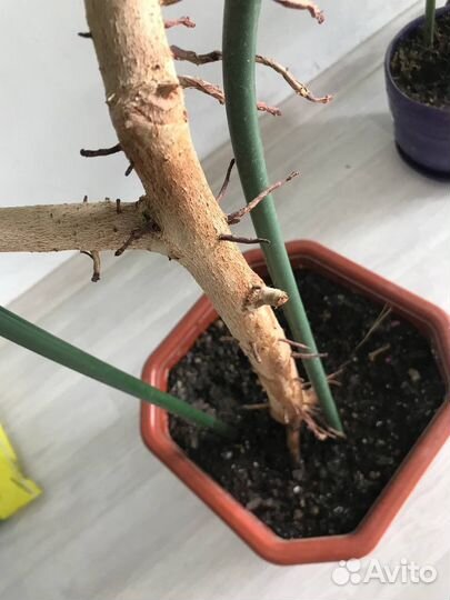 Бенгальский фикус