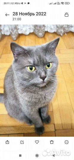 Британская кошка в дар