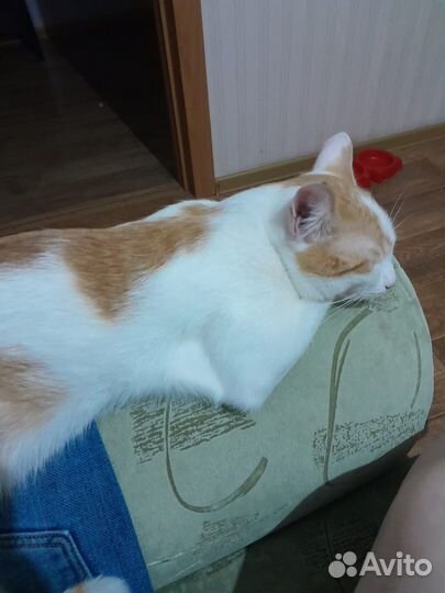 Кот