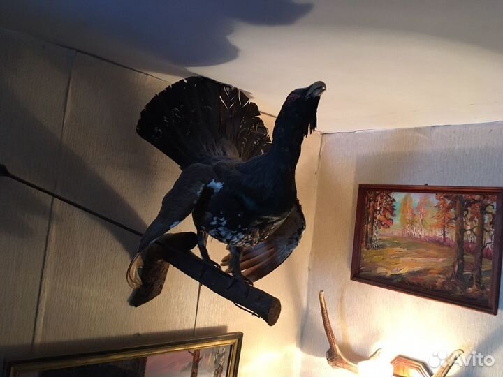 Чучело глухаря