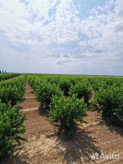 Персиковый сад