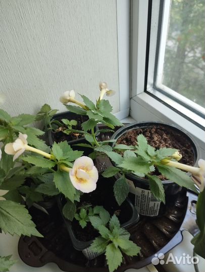 Ахименес Abendrot