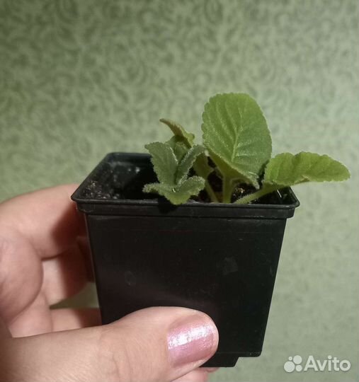 Глоксиния махровая