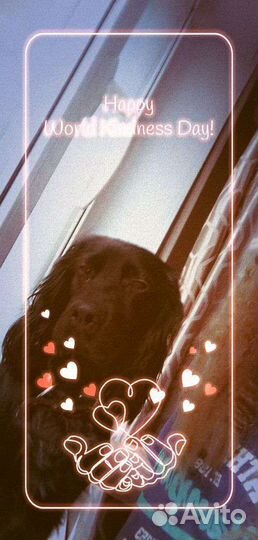 Английский кокер спаниель черный