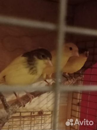 Кенара и канарейки