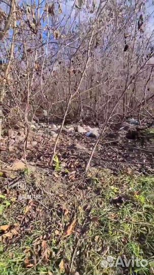 Спил деревьв