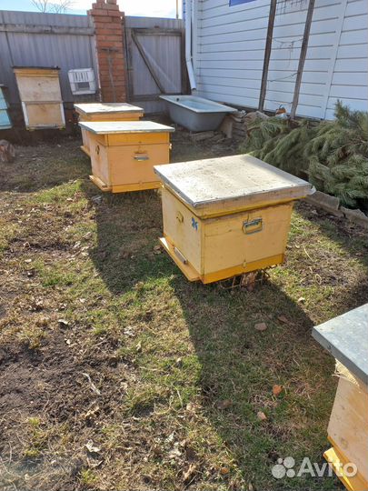 Пчелосемьи