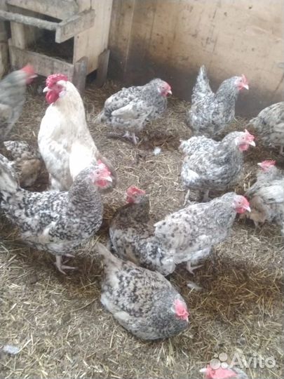 Куры,петухи,цыплята, инкубац яйцо пушкинская линия