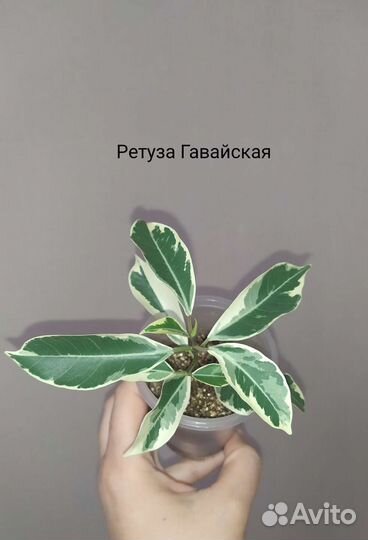 Сортовые фикусы