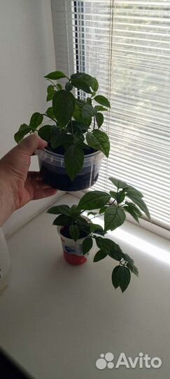 Клеродендрум госпожи Томпсон(отростки)