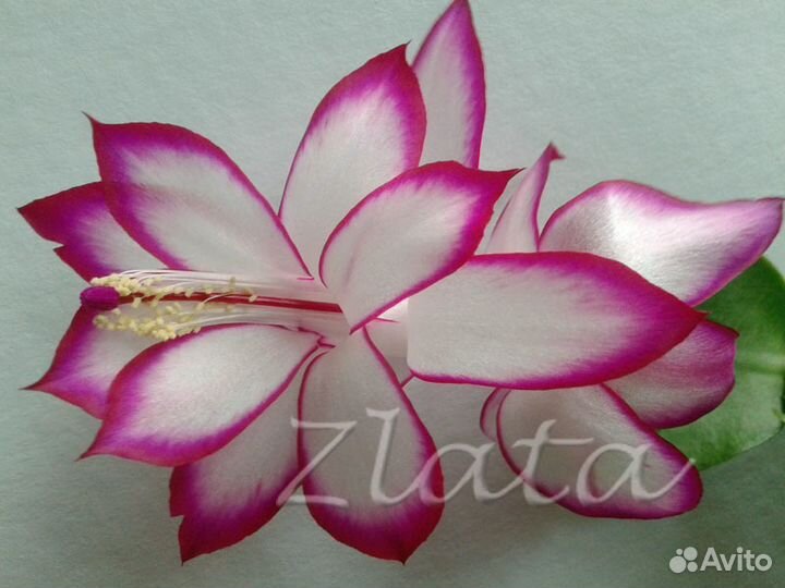 Цветы. Шлюмбергера (декабрист)