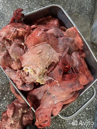 Легкое говяжье свежее оптом