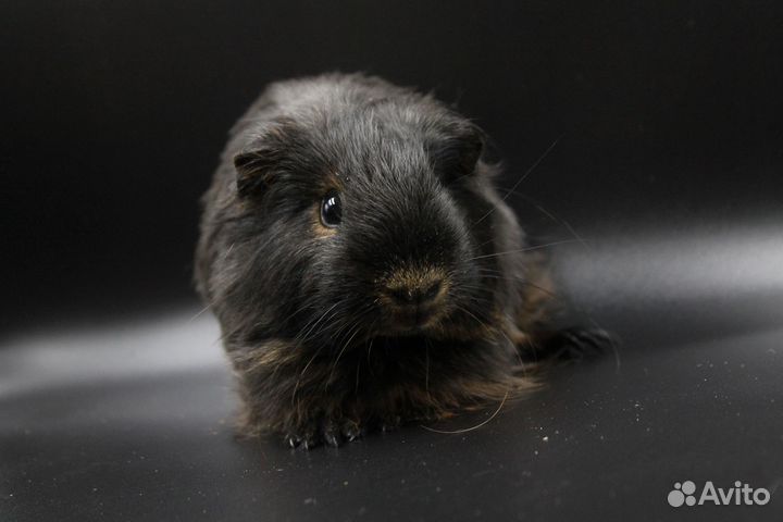 Морская свинка шелти