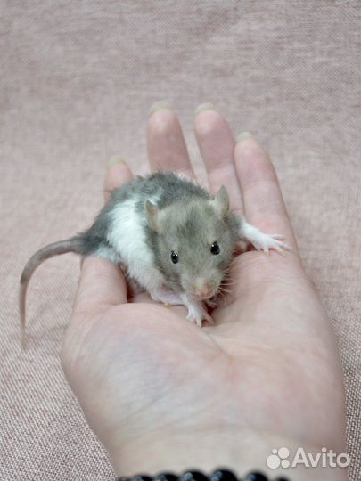Крысята из питомника. Декоративная крыса
