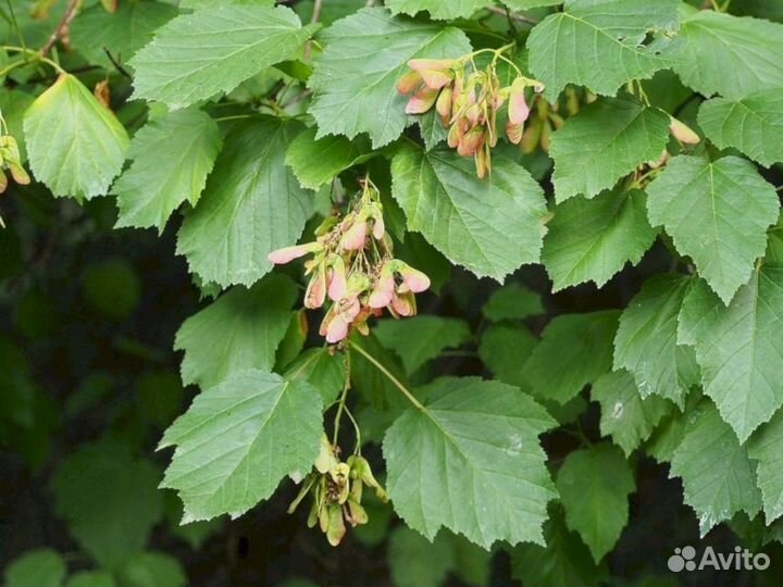 Клен Татарский