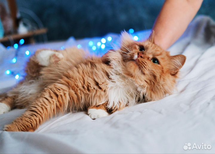 Яркий, харизматичный котик в добрые руки