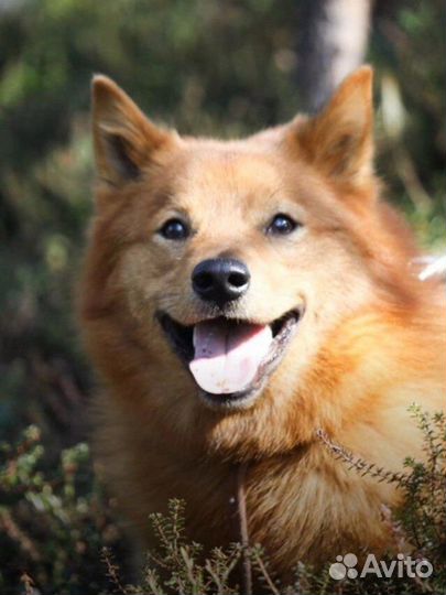 Рыжего бросили у дороги