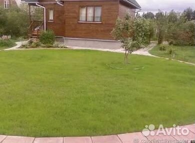 Рулонный газон