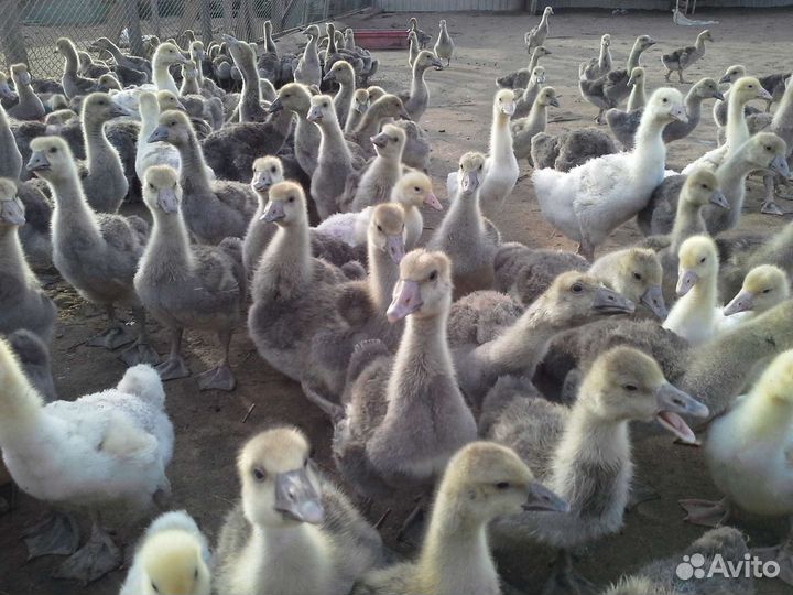 Муларды, гусята, утята опт и розница