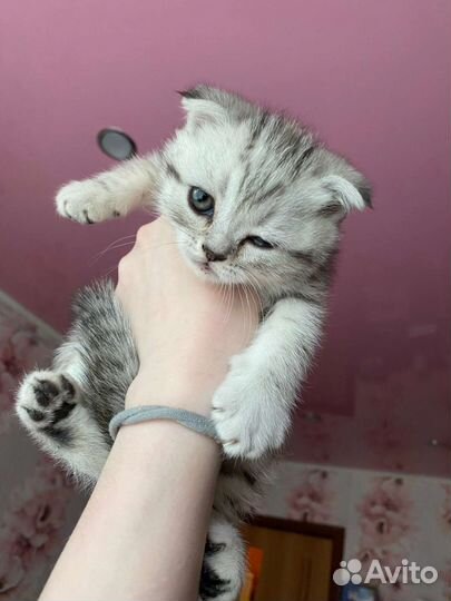 Шотландские вислоухие котята